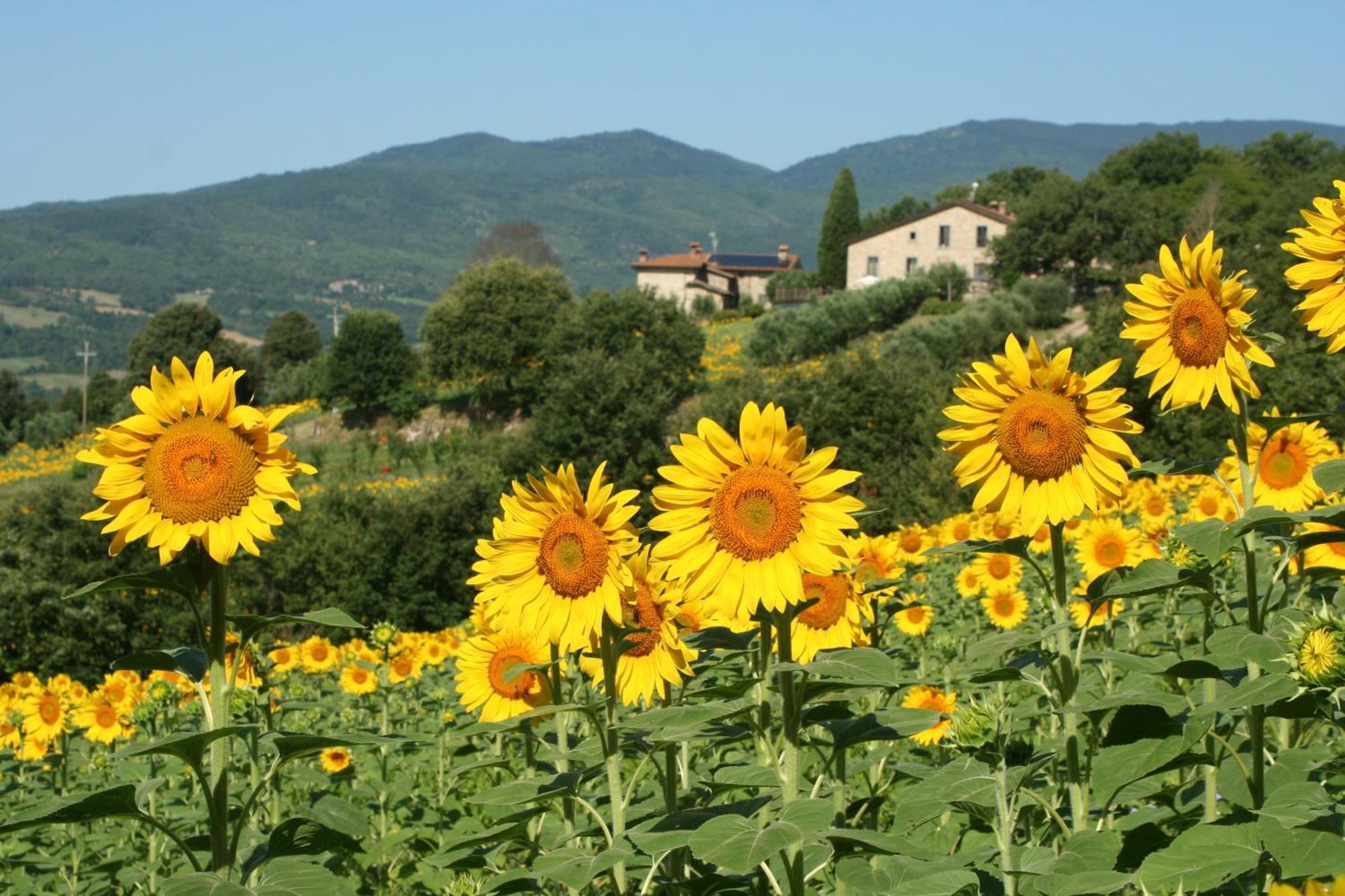 Agriturismo Le Ceregne Bio Pieve Santo Stefano Exteriér fotografie